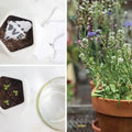 New Human Plantable Wildflower Seed Card