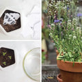 This Is Big Plantable Wildflower Seed Card